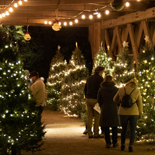 5 Christmas tress lit at night with a group of people admiring the twinkling lights.