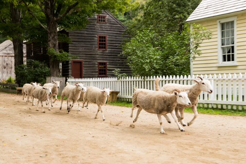A group of sheep trot along a dirt path in front of a white picket fence, a dark wooden building, and a yellow house.