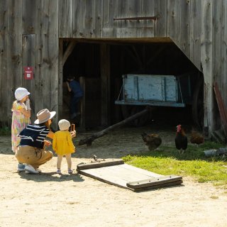 A family looks at some chickens